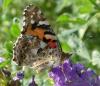 Vanessa cardui